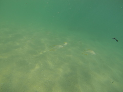 Trachinotus rhodopus