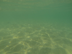 Trachinotus rhodopus