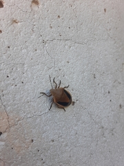 Chlorochroa osborni