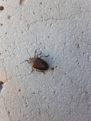 Chlorochroa osborni