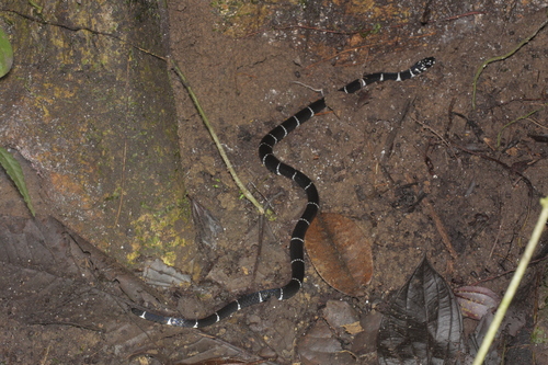 Black Halloween Snake
