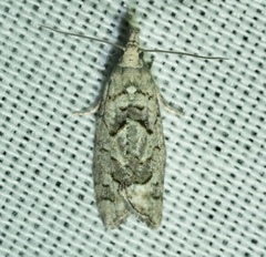 Epinotia subviridis