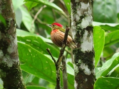 Machaeropterus striolatus