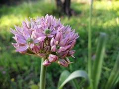 Allium nigrum