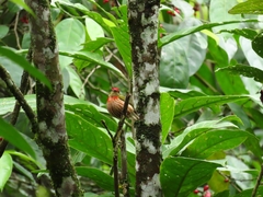 Machaeropterus striolatus