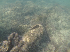 Ophioblennius steindachneri