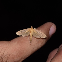 Hymenoptychis sordida