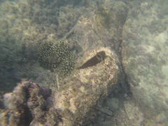 Ophioblennius steindachneri