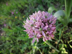 Allium nigrum