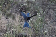 Aphelocoma wollweberi