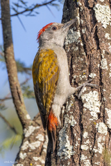 Chloropicus spodocephalus rhodeogaster