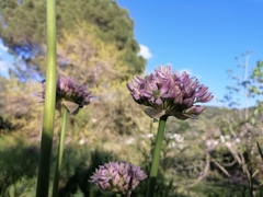 Allium nigrum
