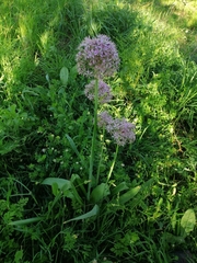 Allium nigrum