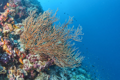 Subergorgia suberosa