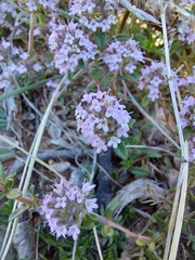 Thymus longicaulis