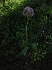 Allium nigrum