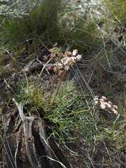 Lomatium geyeri