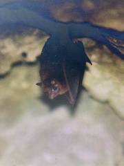 Peropteryx macrotis