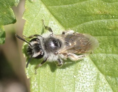 Andrena ventralis