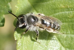 Andrena ventralis
