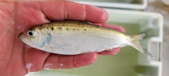 Alosa sapidissima