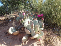 Opuntia basilaris brachyclada