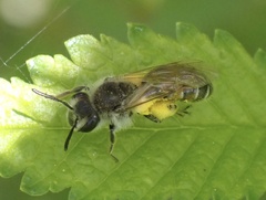 Andrena ventralis
