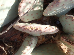 Opuntia basilaris brachyclada