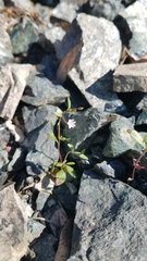 Epilobium minutum