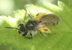 Andrena ventralis
