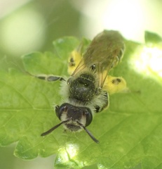 Andrena ventralis