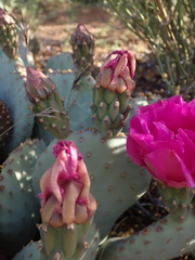 Opuntia basilaris brachyclada