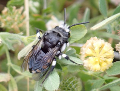 Melecta curvispina