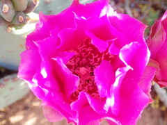 Opuntia basilaris brachyclada