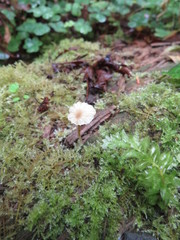 Lichenomphalia umbellifera image
