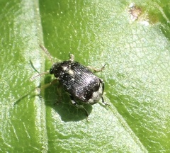 Bruchus luteicornis