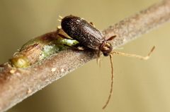 Ptinus raptor
