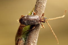 Ptinus raptor