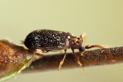 Ptinus raptor
