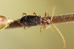 Ptinus raptor