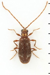 Ptinus raptor