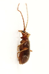 Ptinus raptor