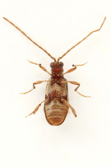 Ptinus raptor