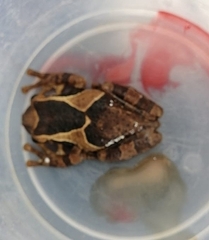 Trachycephalus