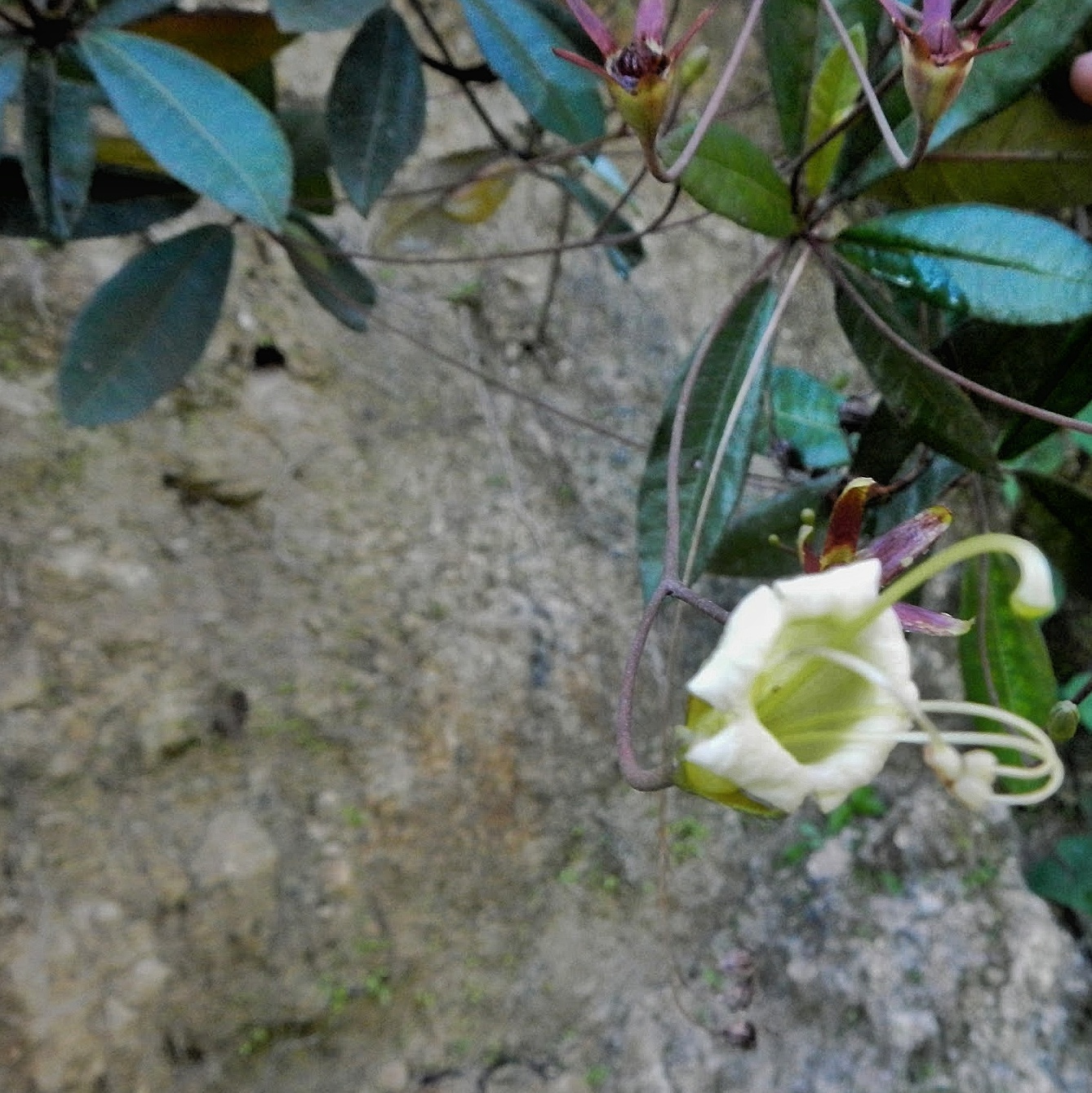 Gesneria pedunculosa