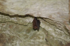 Peropteryx macrotis