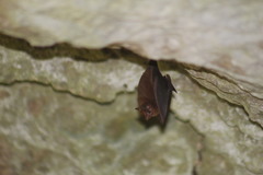 Peropteryx macrotis