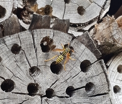 Polistes dominula