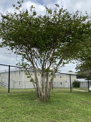 Lagerstroemia indica