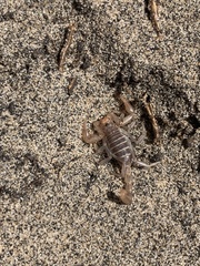 Paruroctonus silvestrii